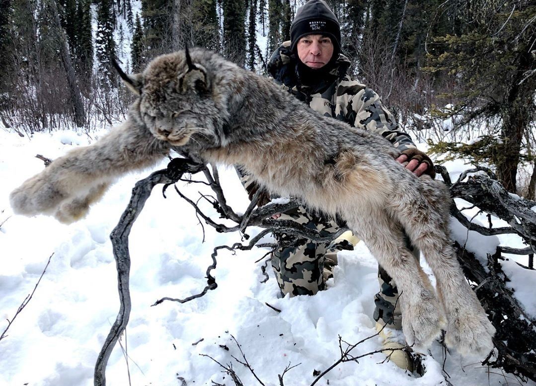 Winter Predators Alaska Winter Predator Hunt/Trapline Adventure with Midnight Sun Safaris