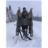 Image 3 : Alaska Winter Predator Hunt/Trapline Adventure with Midnight Sun Safaris