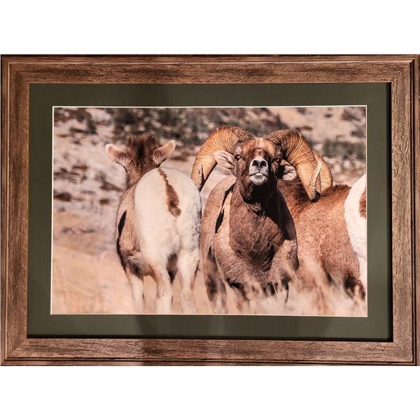 Framed Bighorn Photo by Mountain Girl Photography