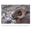 Image 2 : Framed Bighorn Photo by Mountain Girl Photography