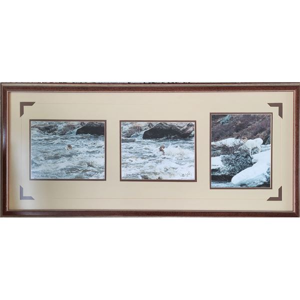 Framed Dall Ram Photos donated by Charlie Justus