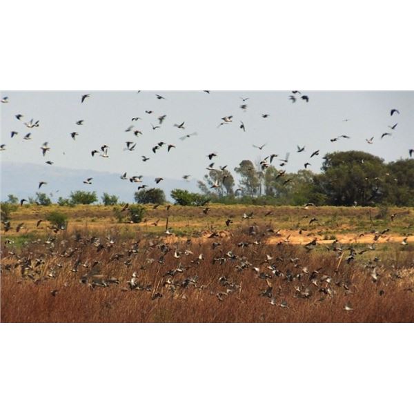Argentina Dove Hunt for 2 Hunters