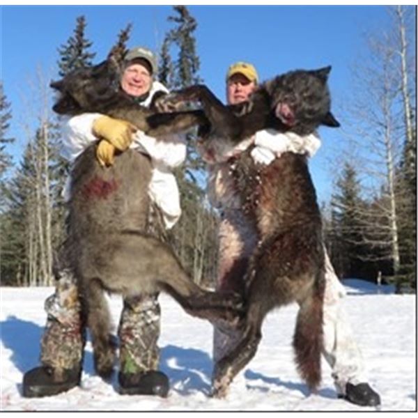 *Alberta – 6 Day – Wolf Hunt for One Hunter
