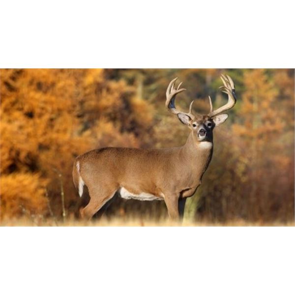 *Wisconsin – 5 Day - Whitetail Deer Hunt for One Hunter