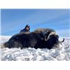 Image 1 : Northwest Territories – 6 Day – Musk Ox Hunt for One Hunter