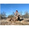 Image 1 : Mexico – 6 Day – Desert Mule Deer Hunt for One Hunter