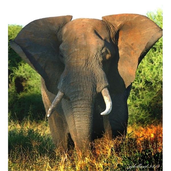 South Africa – 7 Day Minimum – Bull Elephant Hunt for One Hunter