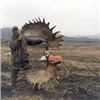 Image 1 : Russia – 6 Day – Moose Hunt for One Hunter and One Non-hunter