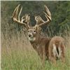 Image 1 : Indiana - 3 Day Whitetail Deer Hunt for one Hunter