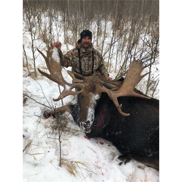Alberta – 8 Day -Archery Moose Hunt for One Hunter