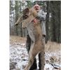 Image 1 : *British Columbia – 6 Day – Mountain Lion Hunt for One Hunter