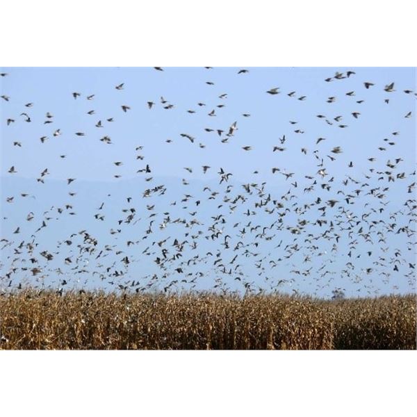 *Argentina – 3 Day – Dove Hunt for Four Hunters