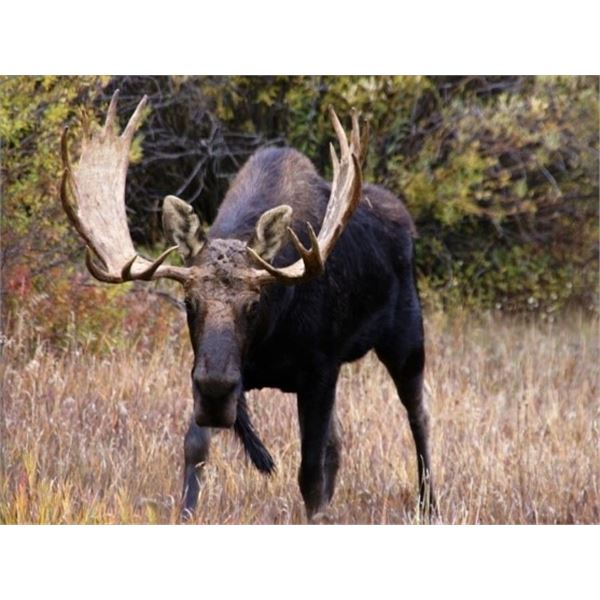 Alberta – 10 Day - Moose and Wolf Hunt for One Hunter