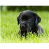 Image 1 : Michigan – Black Lab Puppy