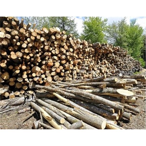 Michigan - Ten Pulp Cord of Firewood