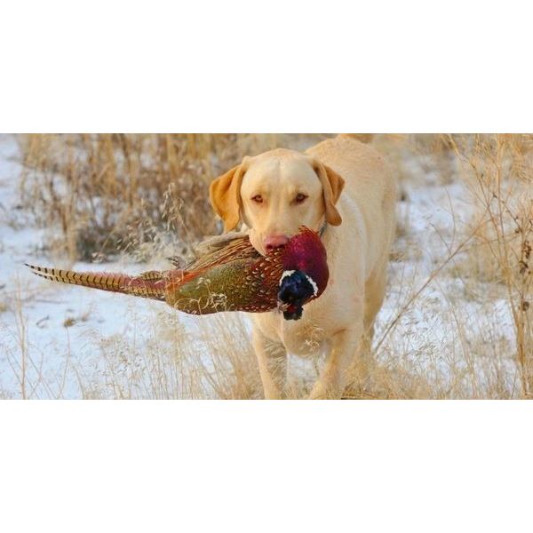 South Dakota – 1 Day – Ring Neck Pheasant hunt for Four Hunters