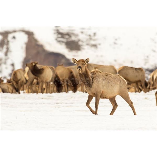 Wyoming – 3 Day - Cow Elk for Two Youth Hunters