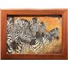 Image 1 : Michigan – Zebra Herd on Elephant Hide Painting by Debra Cooper