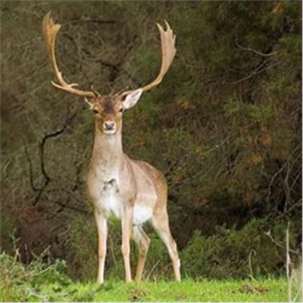 Spain – 8 Day – Fallow Deer and Mouflon Sheep Hunt for One Hunter