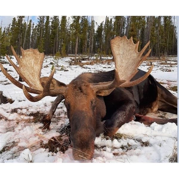 Alberta – 10 Day Moose Hunt for One Hunter