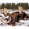 Image 1 : Alberta – 10 Day Moose Hunt for One Hunter