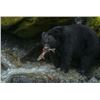 Image 1 : British Columbia – 7 Day Black Bear Hunt for Two Hunters