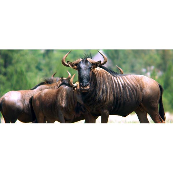 Africa Maximum Safaris