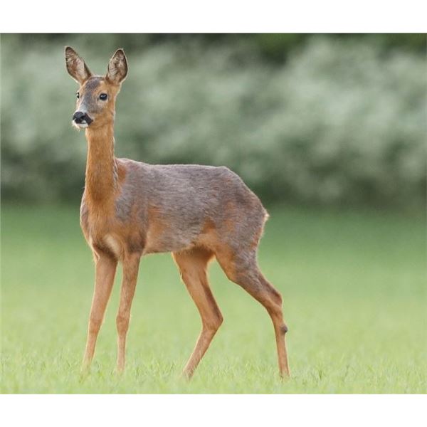 European Hunting Adventures - Racka Sheep & Female Roe Deer