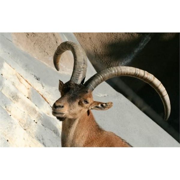 La Espadella Hunting in Spain