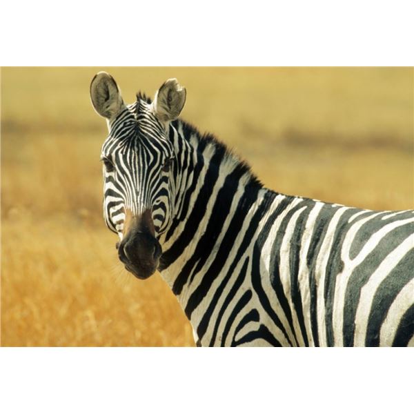 Mangwa Hunting Safaris