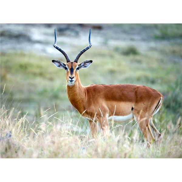 Trompettersfontein Safaris