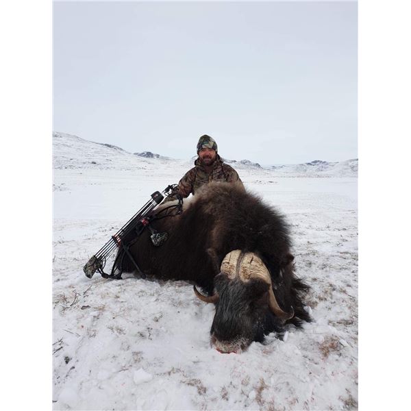 Muskox Hunt in Greenland
