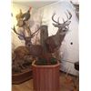 Image 3 : Shoulder Mount of a Deer Sized Animal by Stranix Taxidermy