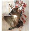 Image 4 : Shoulder Mount of a Deer Sized Animal by Stranix Taxidermy