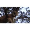 Image 2 : Arizona Commission Mountain Lion Hunt