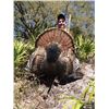 Image 1 : Florida Osceola Turkey Hunt