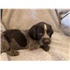 Image 1 : 9 Week Old Female German Wirehaired Pointer