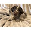 Image 2 : 9 Week Old Female German Wirehaired Pointer