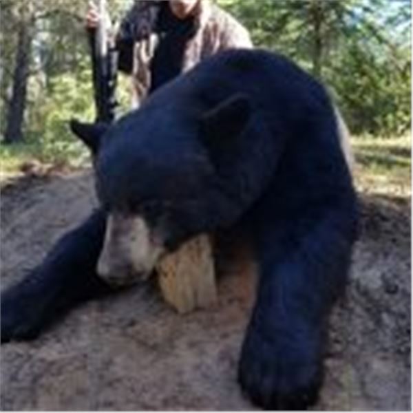 Alberta - Alberta Hunting Company Bear Hunt