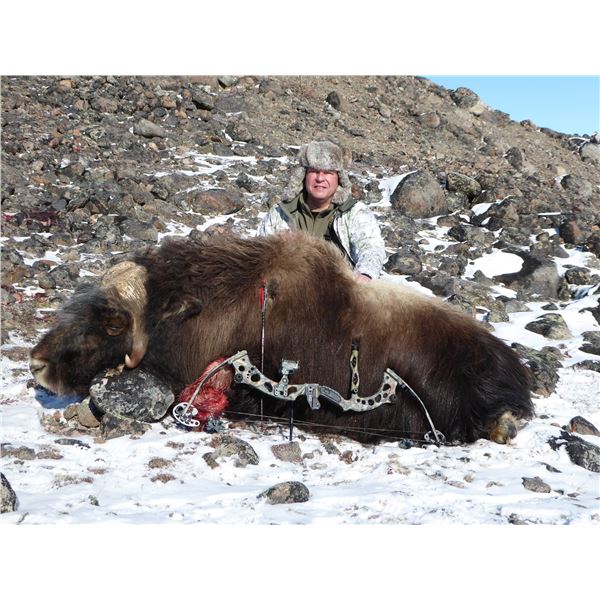 Greenland - Hunters Network - Musk Ox Hunt