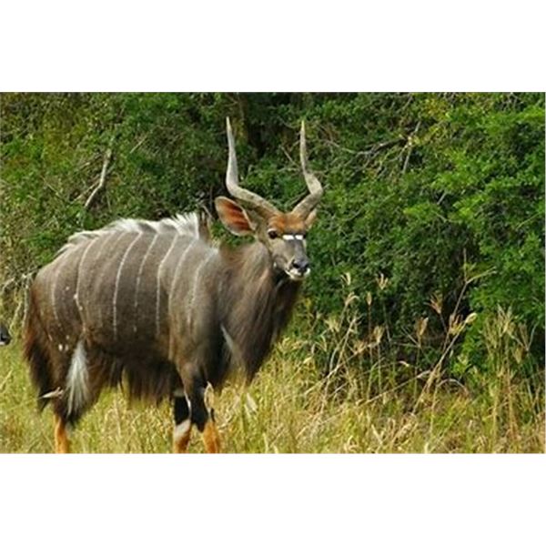 South Africa - Numzaan Safaris - 2 Nyala Bulls