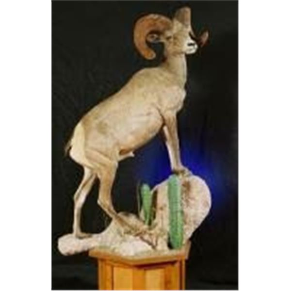 Creative Concepts Taxidermy Credit