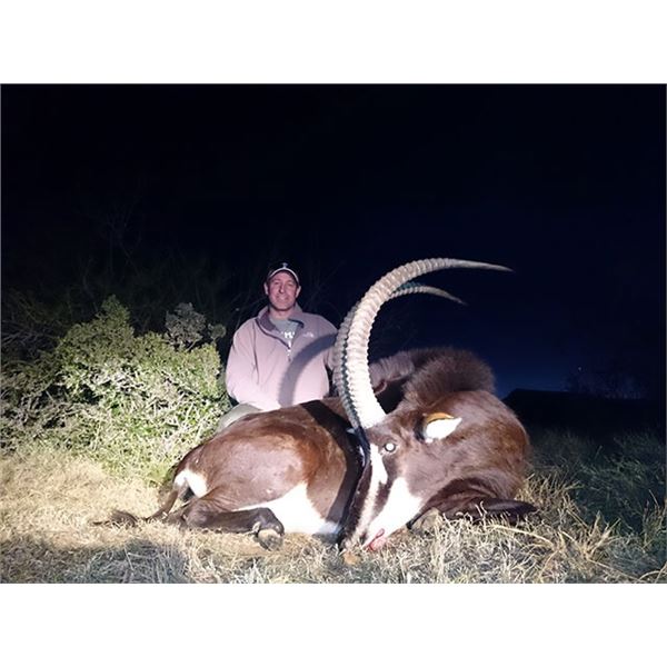 South African Spot and Stalk Sable Hunt with Leopard’s Valley Safaris