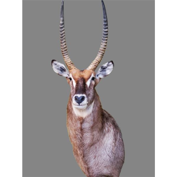 Nature’s Best Wildlife Artistry Taxidermy Credit