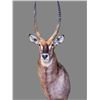 Image 1 : Nature’s Best Wildlife Artistry Taxidermy Credit