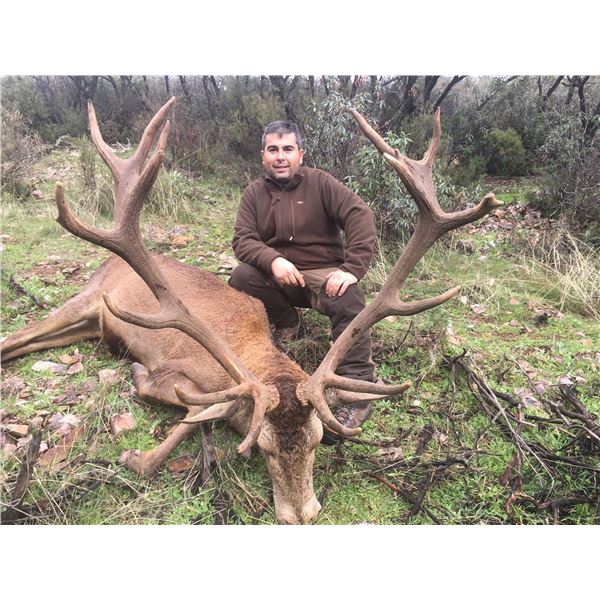 Wild Boar and Iberian Red Stag Hunt in Spain for One Hunter with ATP Hunt