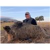 Image 2 : Wild Boar and Iberian Red Stag Hunt in Spain for One Hunter with ATP Hunt