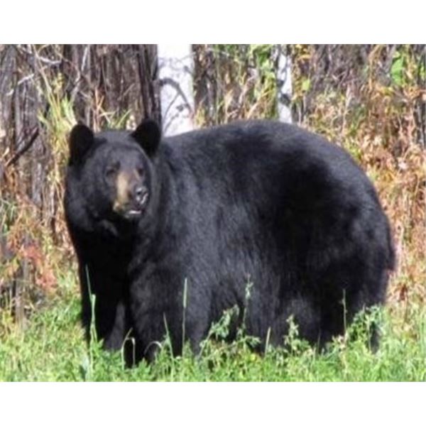 Ontario Bear Hunt