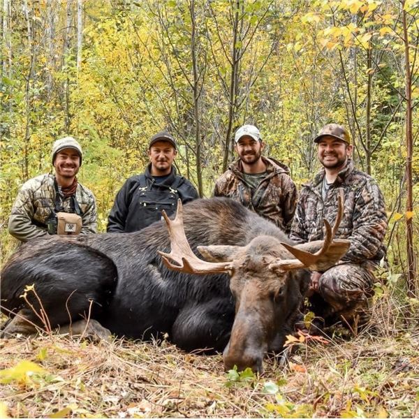 Alberta Rut Moose hunt for 2 Hunters