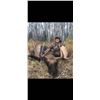 Image 2 : Alberta Rut Moose hunt for 2 Hunters